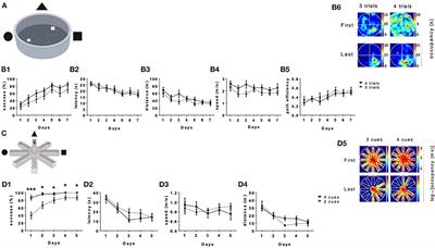 Mild Physical Activity Does Not Improve Spatial Learning in a Virtual Environment